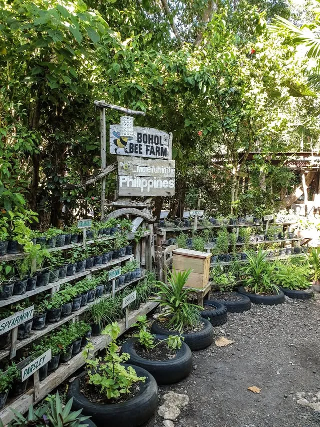 A wooden Bohol Bee Farm sign stands above shelves of potted herbs and plants growing in reused tyres.