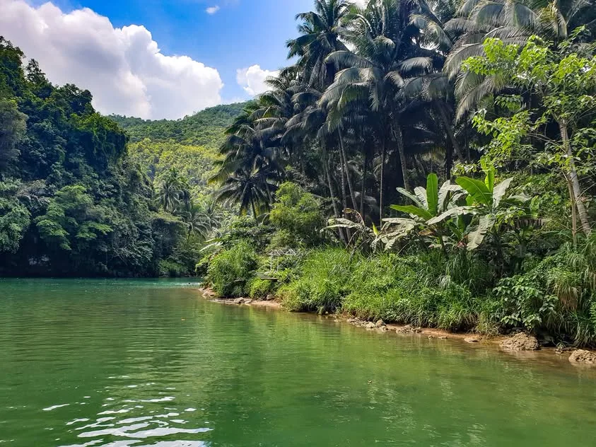 Green river water curves beside dense vegetation, with tall palms rising from the bank.