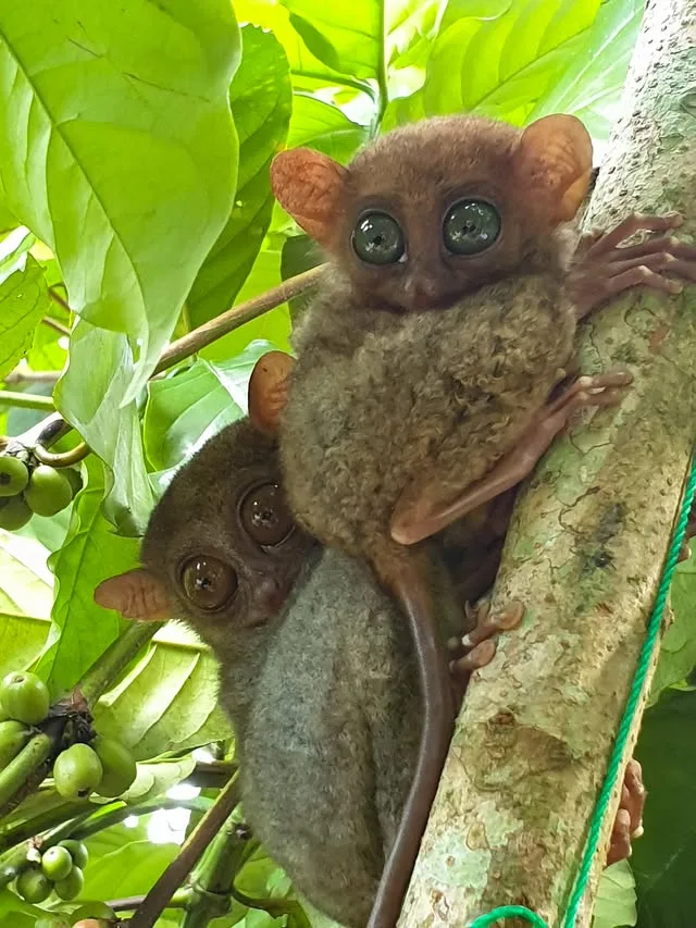 Two brown tarsiers with large eyes cling to a tree trunk among green leaves.