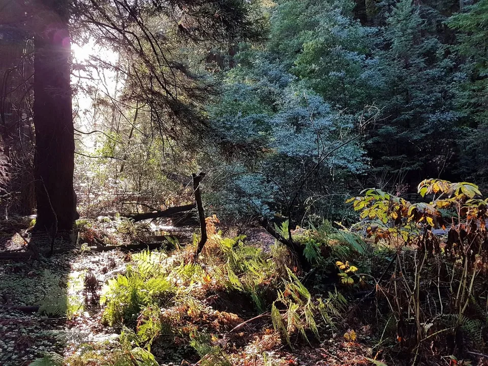 Sunlight reaches ferns and a small stream beneath the tall trees of Muir Woods.