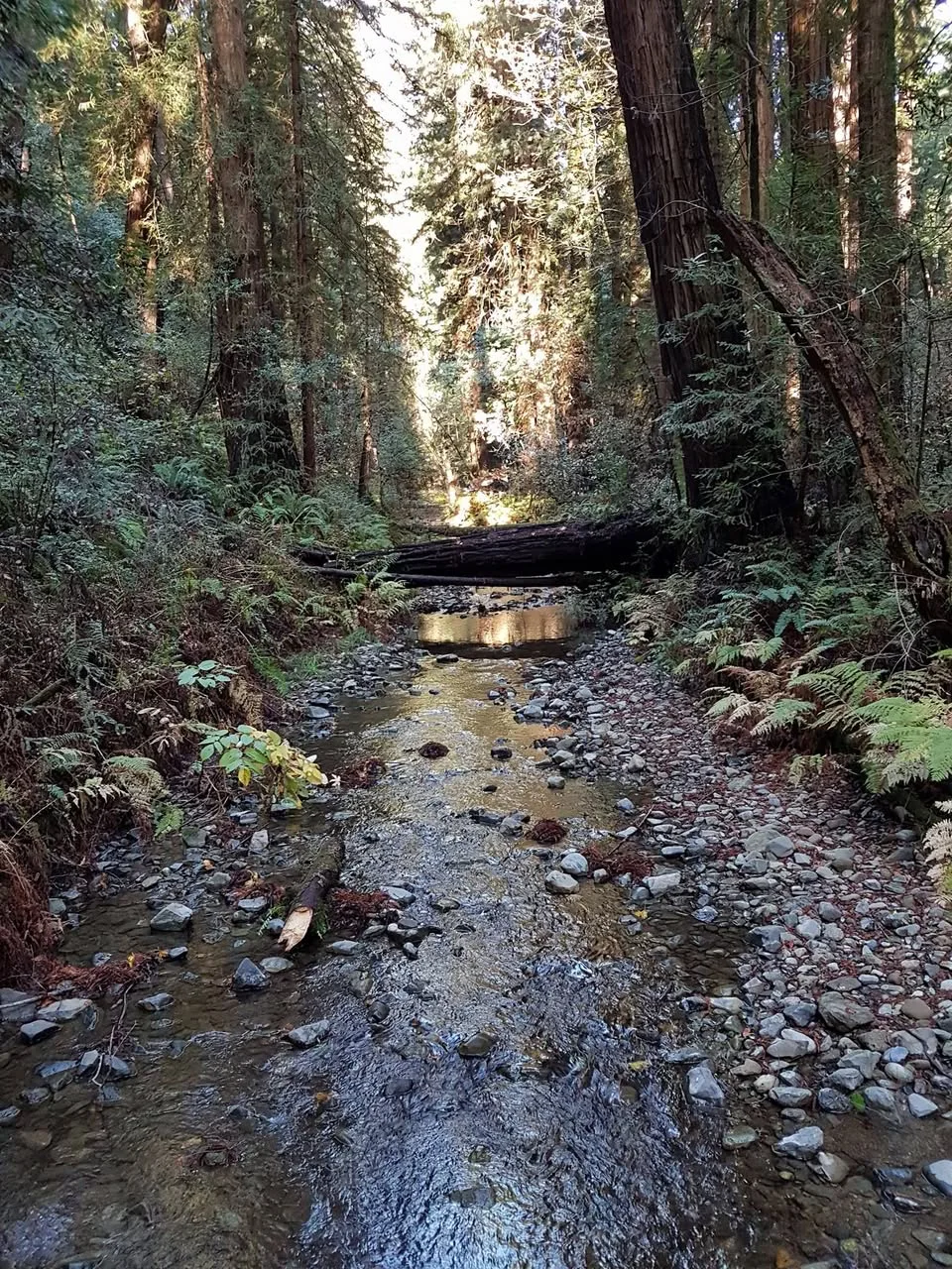 A shallow rocky stream runs beneath a fallen log between trees and ferns at Muir Woods.