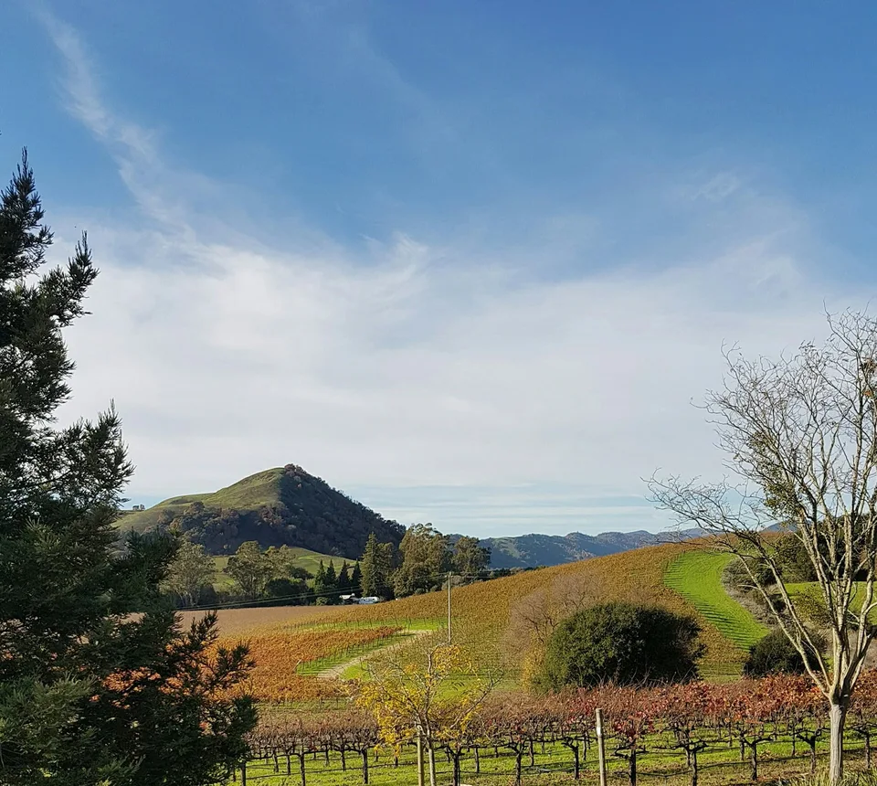 Rows of golden vines cover a hillside in Napa, with green hills beneath a pale blue sky.