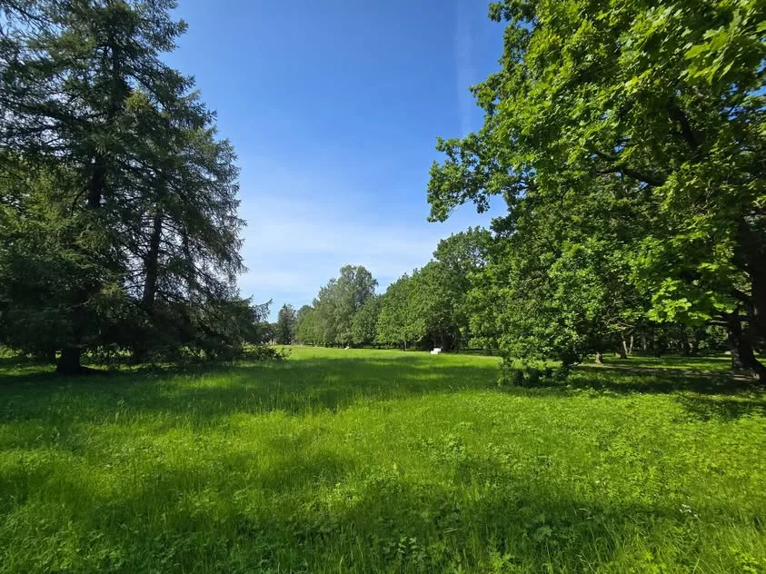 A grassy lawn lies between mature trees beneath a blue sky.