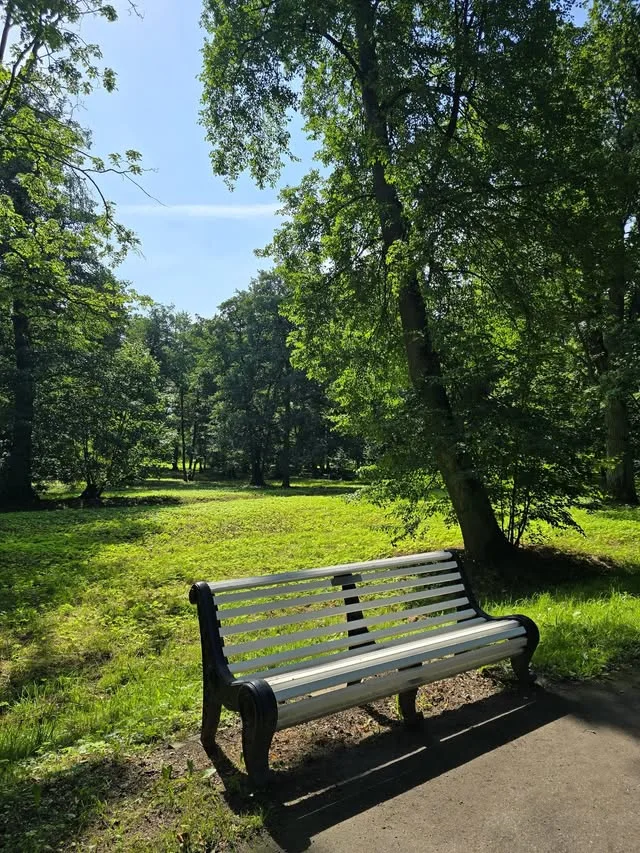 A white park bench stands beneath trees and dappled sunlight.
