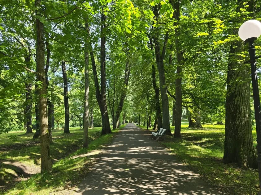 Tall trees and globe lamps line a straight shaded park path.