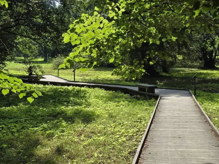 A wooden boardwalk bends beneath bright green leaves.