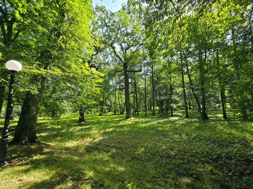 Sunlight falls through a leafy canopy onto grass around a park lamp.