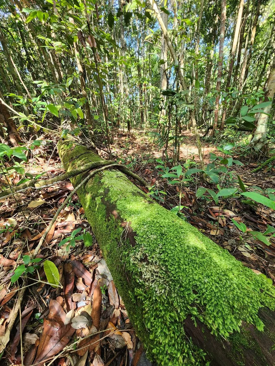 A fallen trunk covered in bright green moss lies among leaves and dense forest plants.