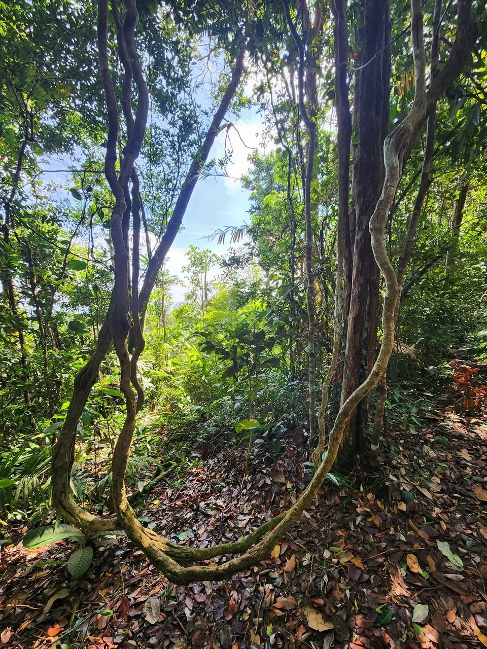 Long looping vines hang between trees above the leaf-covered forest floor at Mount Bintan.
