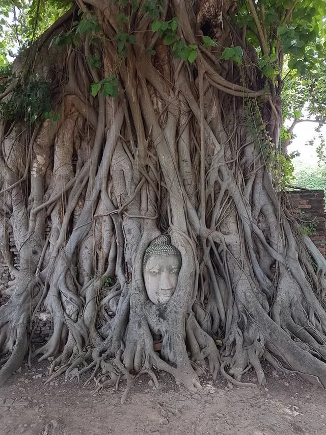A weathered stone Buddha head is enclosed by thick tree roots and rough bark.